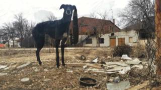 sos galgos - Libre