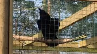 Foul-Mouthed Raven Chants At Family