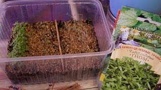РАССАДА , ЧАБЕР И МЕЛИССА УХОД И ПОЛИВ ЧАСТЬ 2