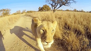 What's A Lion Worth? | The Lion Whisperer
