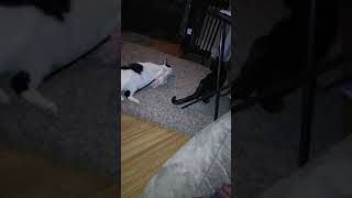 Mating cats..
