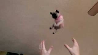 Flying Jelly Pug