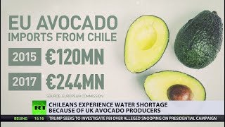 Chileans forced to drink dirt as UK avocado plantations suck up all the water