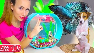 ДРЕССИРОВКА РЫБКИ - РЕАЛЬНО? | СОБАКА ДЖИНА И РЫБКА | Elli Di Pets