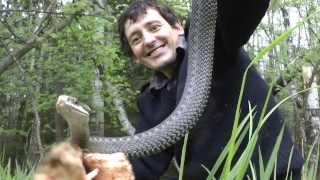 Матерая гадюка и ее семейство