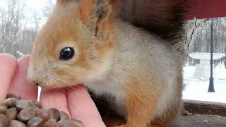 Кормлю разных белок / I feed different squirrels