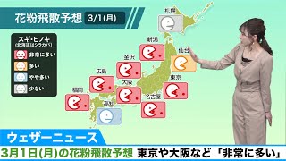 3月1日(月)の花粉飛散予想 東京や大阪など「非常に多い」