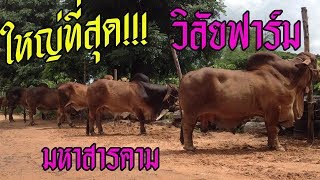 เยี่ยมชม วิลัยฟาร์ม ชมสุดยอดตัวจริงพ่อพันธุ์บราห์มันSK433, SK581, แบรงกัส และพ่อพันธุ์อื่นๆ