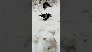 Голубь самый смелый / The dove is the bravest