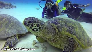 欧胡潜水之旅 Scuba Dive Hawaii スキューバダイビングハワイ