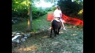 My pony