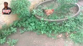 Mother chicken save baby chickens