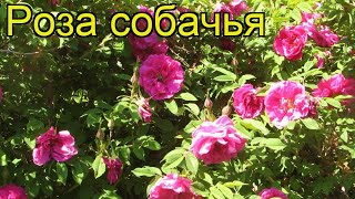 Роза собачья, трехвильчатая. Краткий обзор, описание характеристик, где купить саженцы rosa canina