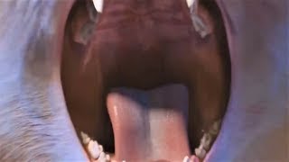 Cat near-noms & mawshot (The Smurfs 2)