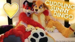 EXCLUSIVE FURRY INTERVIEW with SUNNY DINGO  [@Sunny Dingo]