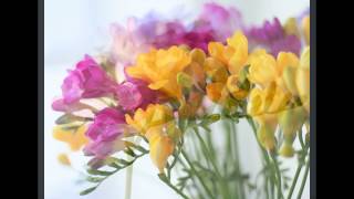 ФРЕЗИЯ (FREESIA) сем. Касатиковые
