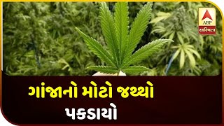 Gujarat: Large Packets Of Weed Were Caught Last Night | ABP Asmita