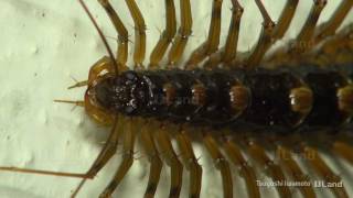 高解像度 超巨大ゲジ　High-definition Huge House Centipede