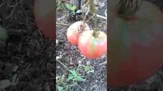 Любимые сорта томатов сезон 2016 года. 20160810