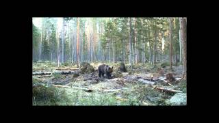 Медведь в лесу