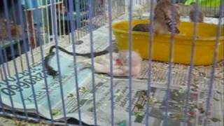 Venta de Mascotas - Plaza Restrepo