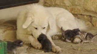 Pastore Maremmano Abruzzese. Animali sorprendenti: L'Arte della Natura