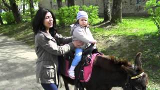 Детские развлечения. Малышка катается на ослике. Ослики видео для детей.