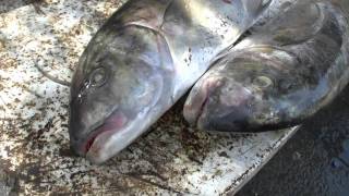 Fish Market - Mina - Hurghada - New Marina
