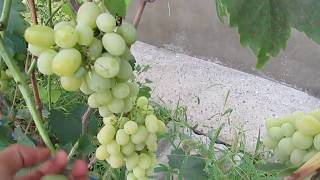 Вольер для кур. Виноград Лора. 5.08.18