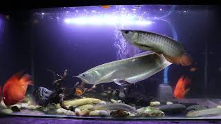 Feeding Arowana with small goldfish