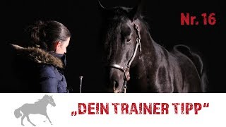 TRAINER TIPP Nr. 16 mit Maja Hegge: Lernverhalten der Pferde