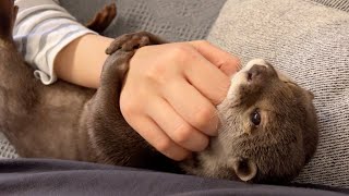 笑いが止まらない、カワウソの飼い主への抱きつき方！w I can't stop laughing, the way the otter hugs its owner!