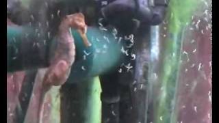 Vidéo rare : accouchement d'un hippocampe