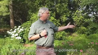 How to Maintain Pollinator Garden - Cincinnati Zoo
