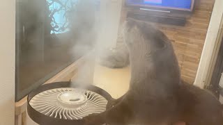 加湿器の煙にちょっとびびってしまうカワウソ Otter fighting humidifier smoke.