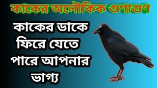 কাকের ডাকে ফিরে যেতে পারে আপনার ভাগ্য