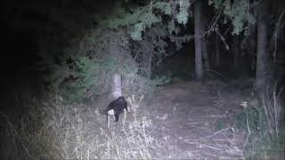 3151