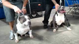 Gottis Edge Scar & Heavy Blood Kennels Ese the boss