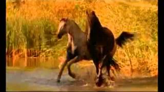 Красивая музыка о нежности и любви (Арабатский конь)