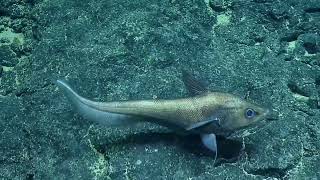 Diversity of Deep Sea Fish from Papahānaumokuākea | Nautilus Live