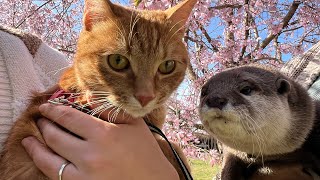 カワウソと猫が一緒にお花見に行ってきた！ otter and cat went to see the cherry blossoms together!