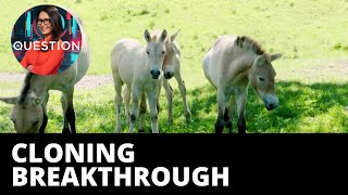 Researchers clone horse using decades-old DNA