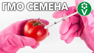 ВАС ОБМАНЫВАЮТ КАЖДЫЙ ДЕНЬ: правда о ГМО семенах и гибридах F1