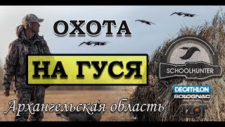 Охота на гуся Архангельская область 2019