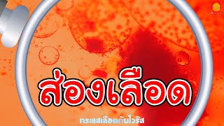 ส่องเลือด ไวรัสในกระแสเลือด | ส่องกล้องจุลทรรศน์สนุกๆ
