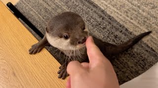 催眠術で目を回そうとする飼い主に抗い続けるカワウソ Do otter roll their eyes and get confused?