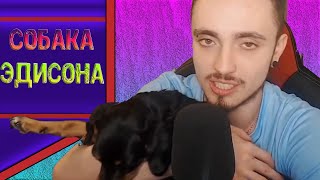 ЭДИСОН ПОКАЗАЛ СОБАКУ/ЛЮБИМЫЕ СЕРИАЛЫ ЭДИСОНА/Нарезка со стрима эдисона/EdisonPts