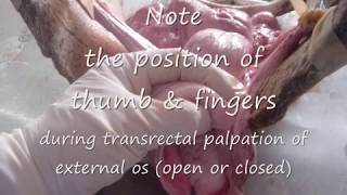 Demonstration of Transrectal Palpation of Bovine Genitalia 14 20 min