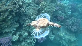 Short dragonfish - Eurypegasus draconis - Пегас дракон