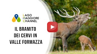 Il bramito dei cervi in Valle Formazza